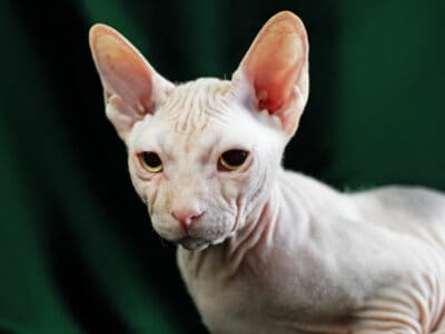 Sphynx Picture