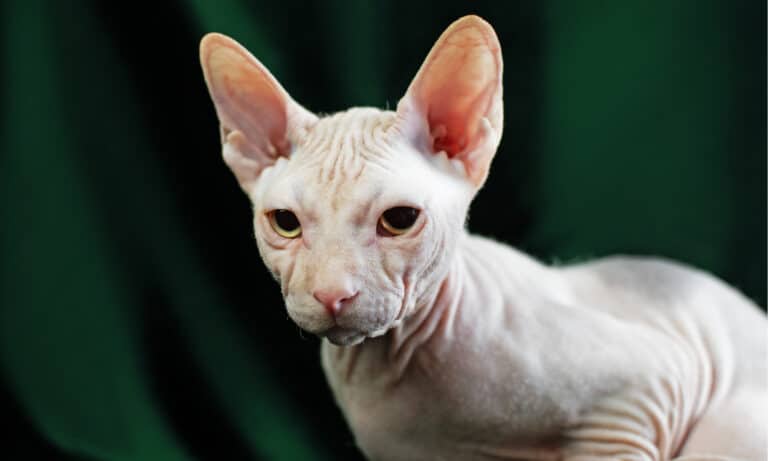 Sphynx cats are sensitive to sunlight, and cold temperatures, so they should be indoor cats.