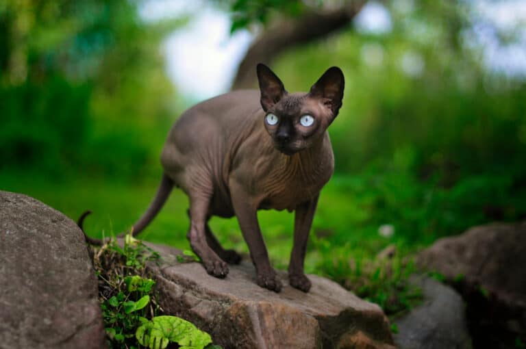 The Sphynx cat comes in all the colors, and a grey color is quite common.