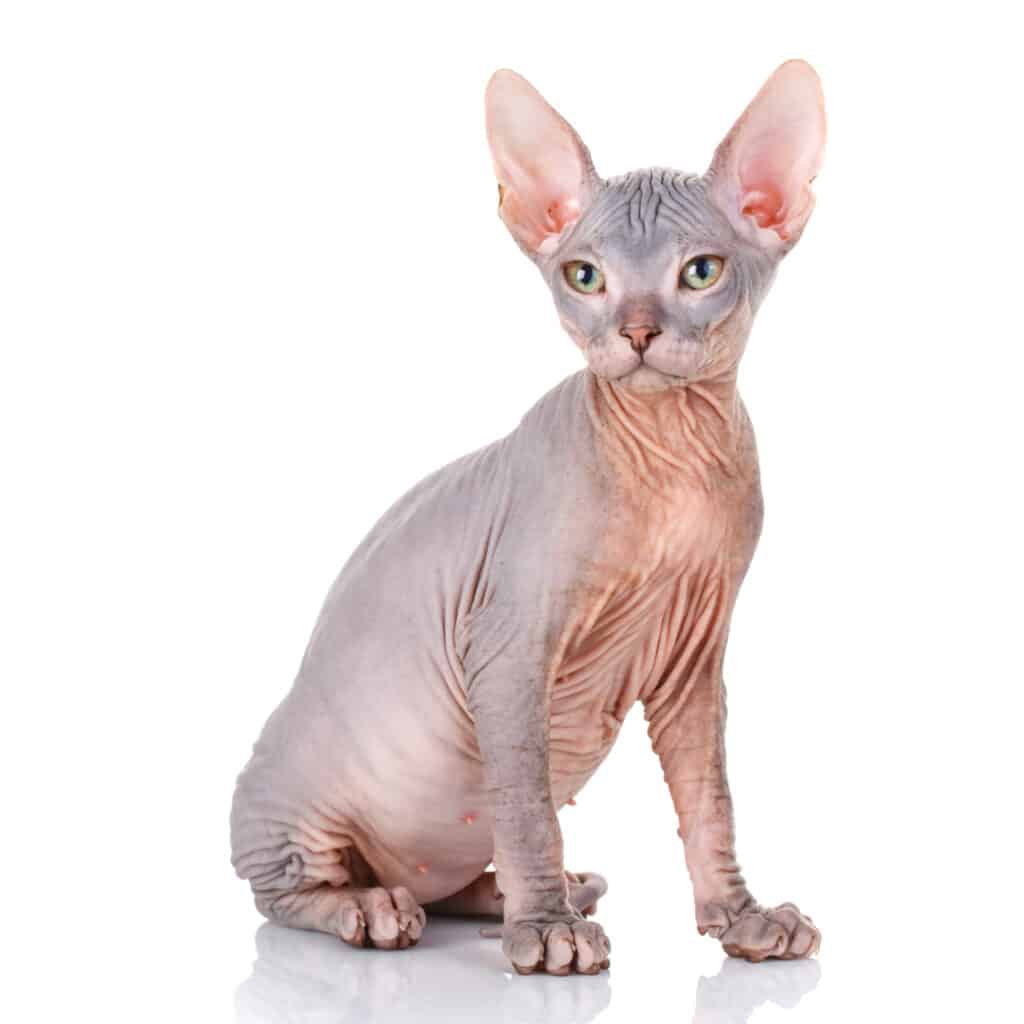 Sphynx isolated on white background.