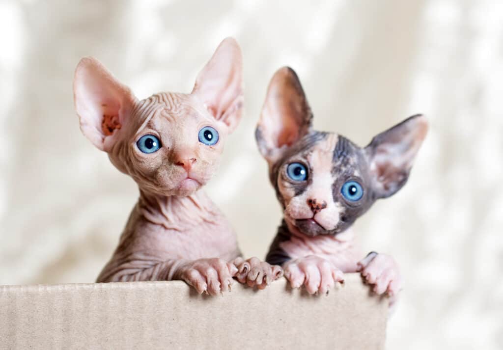 Sphynx kittens are very cute with their big ears and eyes.