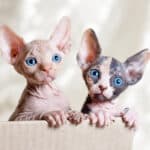 Sphynx kittens are very cute with their big ears and eyes.