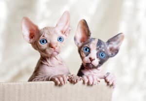 Are Sphynx the Most Troublesome Cats? 7 Common Complaints About Them Picture