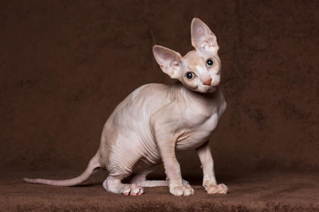 The Sphynx is generally a healthy cat who can live between 9 to 15 years.