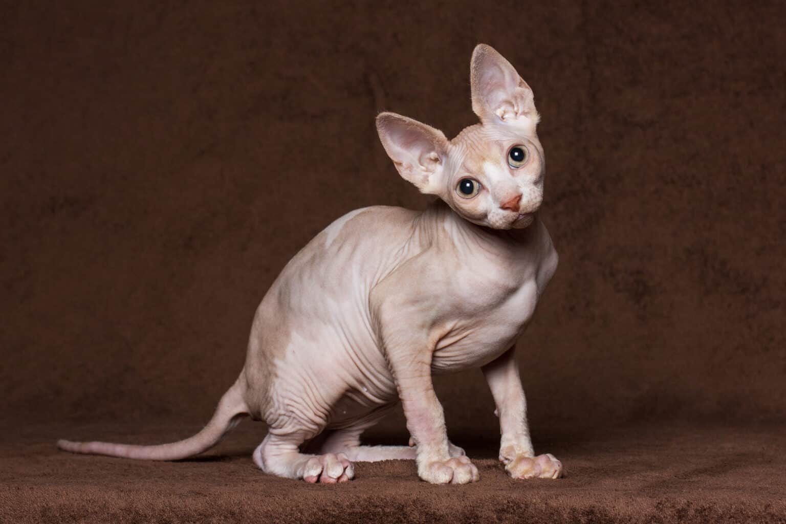 Sphynx Prices In 2024: Purchase Cost, Vet Bills And Other Costs - A-Z ...