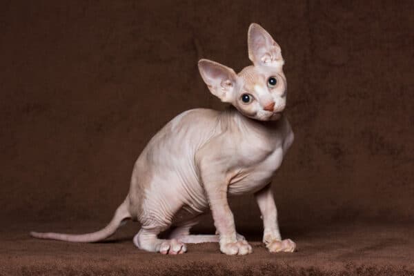 The Sphynx is generally a healthy cat who can live between 9 to 15 years.