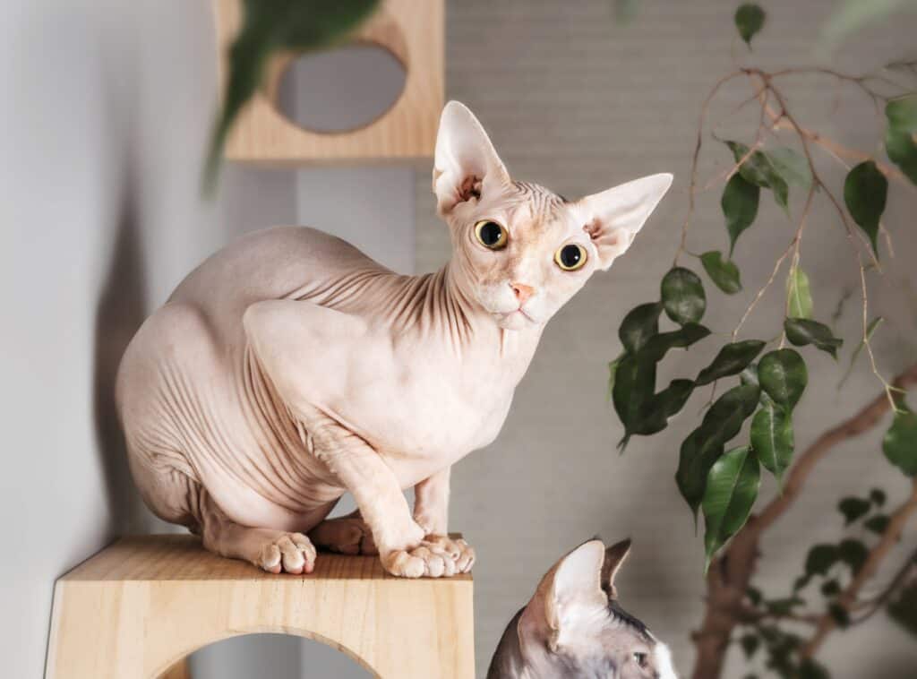 Sphynx cat crouching on top of a modern cat climbing system. Sphynx cats are playful creatures.