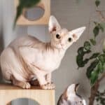Sphynx cat crouching on top of a modern cat climbing system. Sphynx cats are playful creatures.