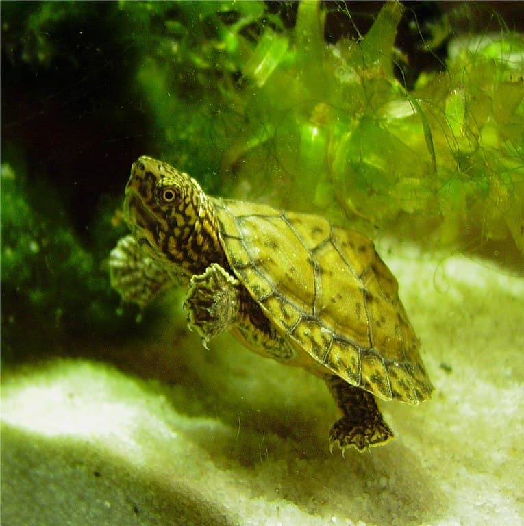 Loggerhead turtle (Sternotherus minor)