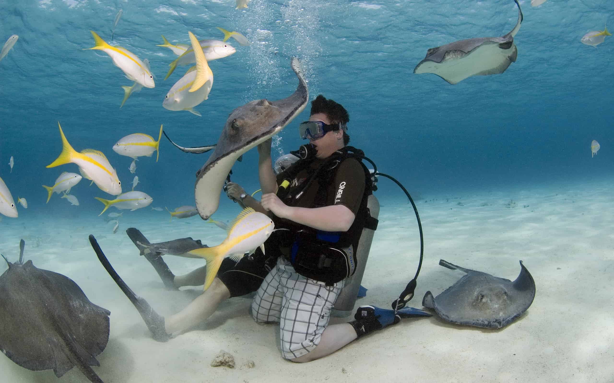 Divers and snorkelers are able to interact with wild stingrays at the Stingray City Sandbar - Grand Cayman