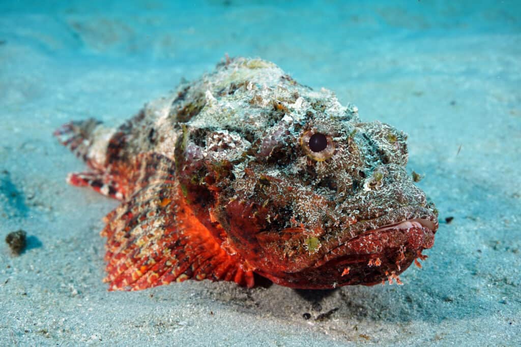 Stonefish have venomous spines on their dorsal fin.