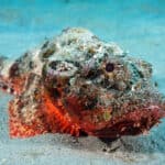 Stonefish in the sand.