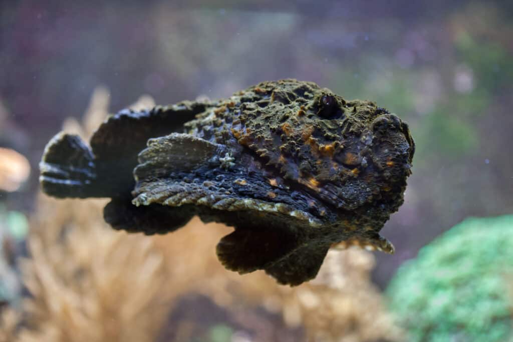 Reef stonefish (Synanceia verrucosa) swimming.