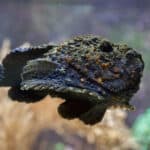 Stonefish