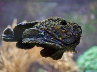 A Stonefish