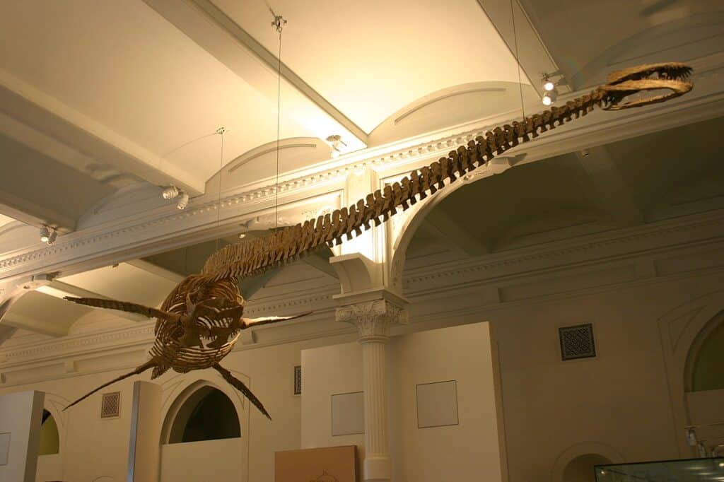 Thalassomedon in the American Museum of Natural History