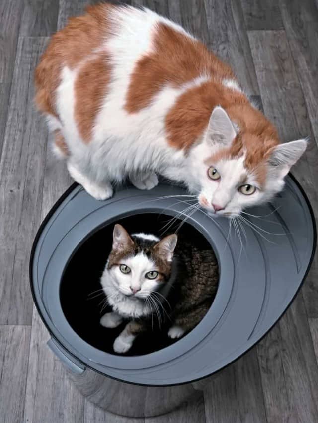 The Best Litter Box for Messy Cats for 2022 Poster Image