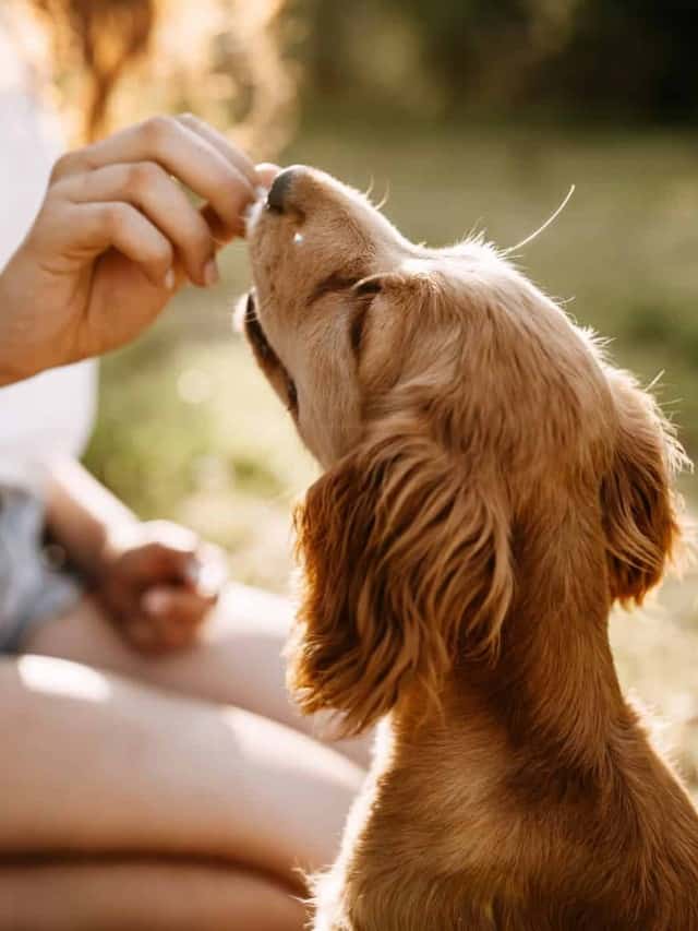 The Best Treats For Diabetic Dogs for 2022 – Reviewed and Ranked Poster Image