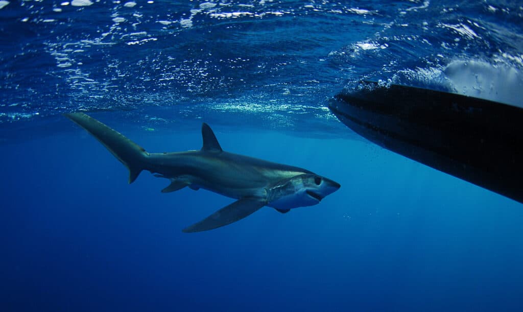Cá mập Bigeye Thresher bơi ở Gulfstream ở Đại Tây Dương.  Loài cá nhám đuôi dài này có đôi mắt cực kỳ lớn, thích nghi để săn mồi trong điều kiện ánh sáng yếu.