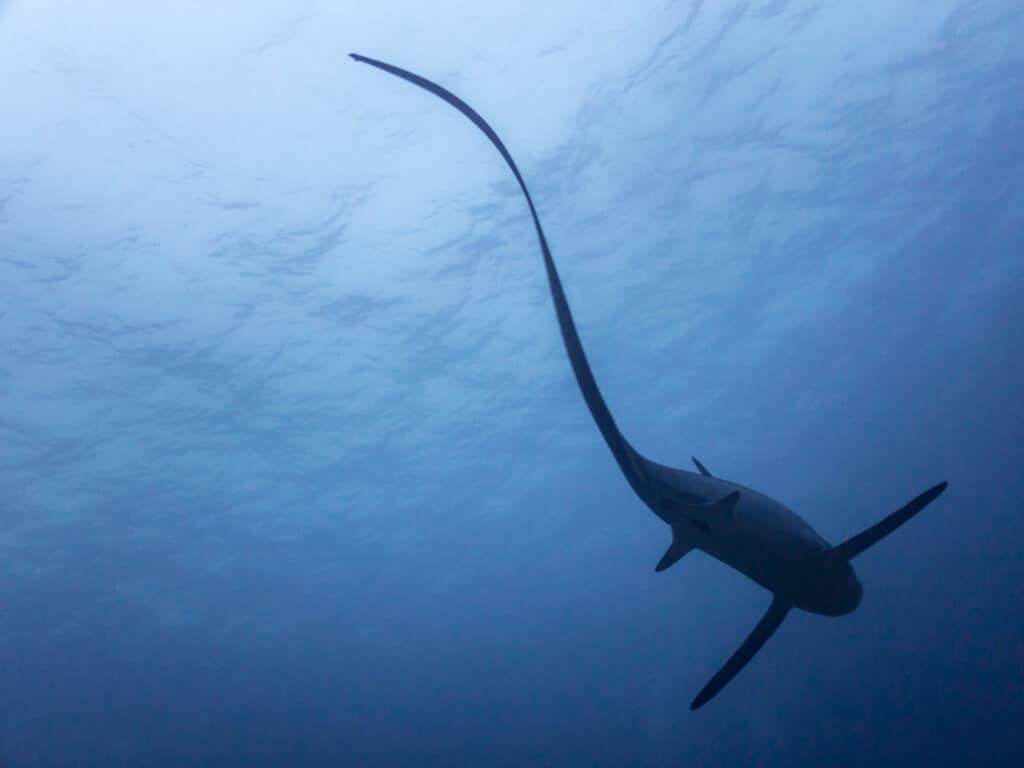 The long tail fin of a thresher shark silhouettes against the surface. The tail is used to stun and kill prey.