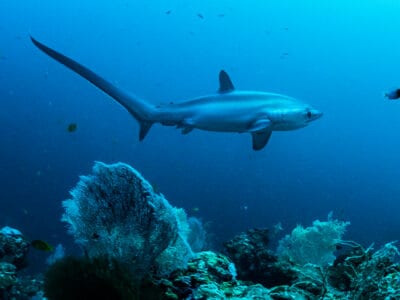 A Thresher Shark