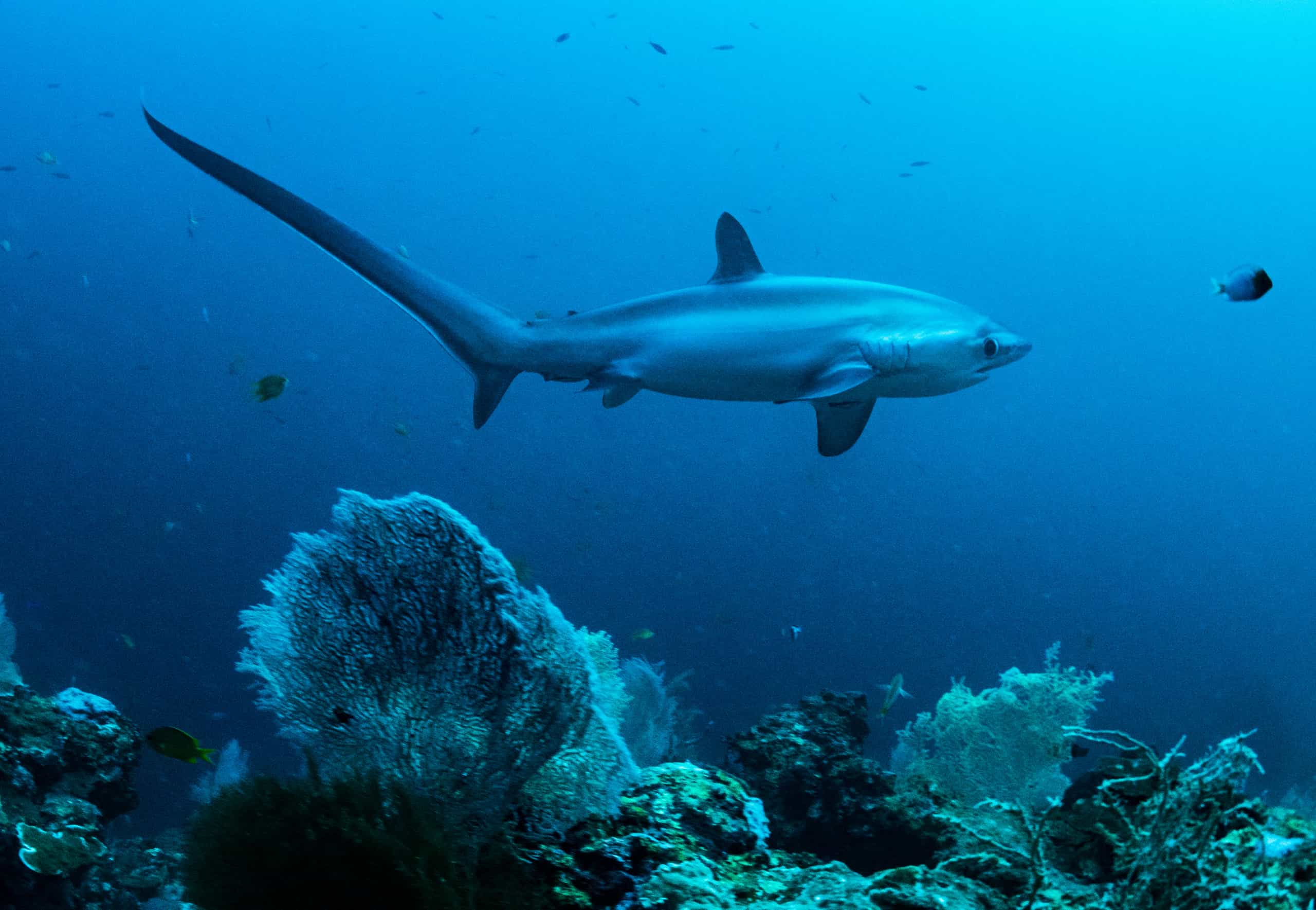 A pelagic thresher shark, Alopias pelagicus, swims by a coral reef in the Phillipines.