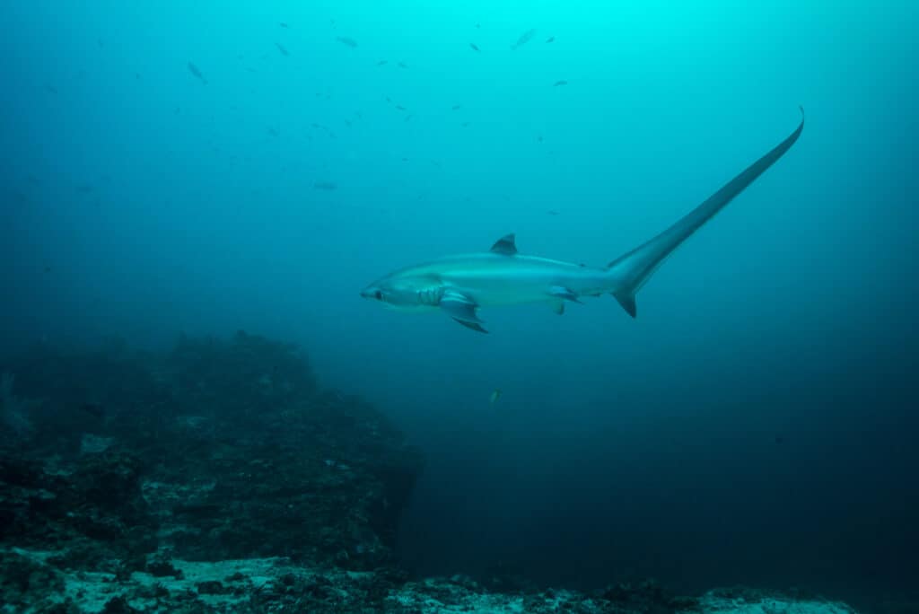 Common thresher sharks are pelagic and live in the deep ocean.