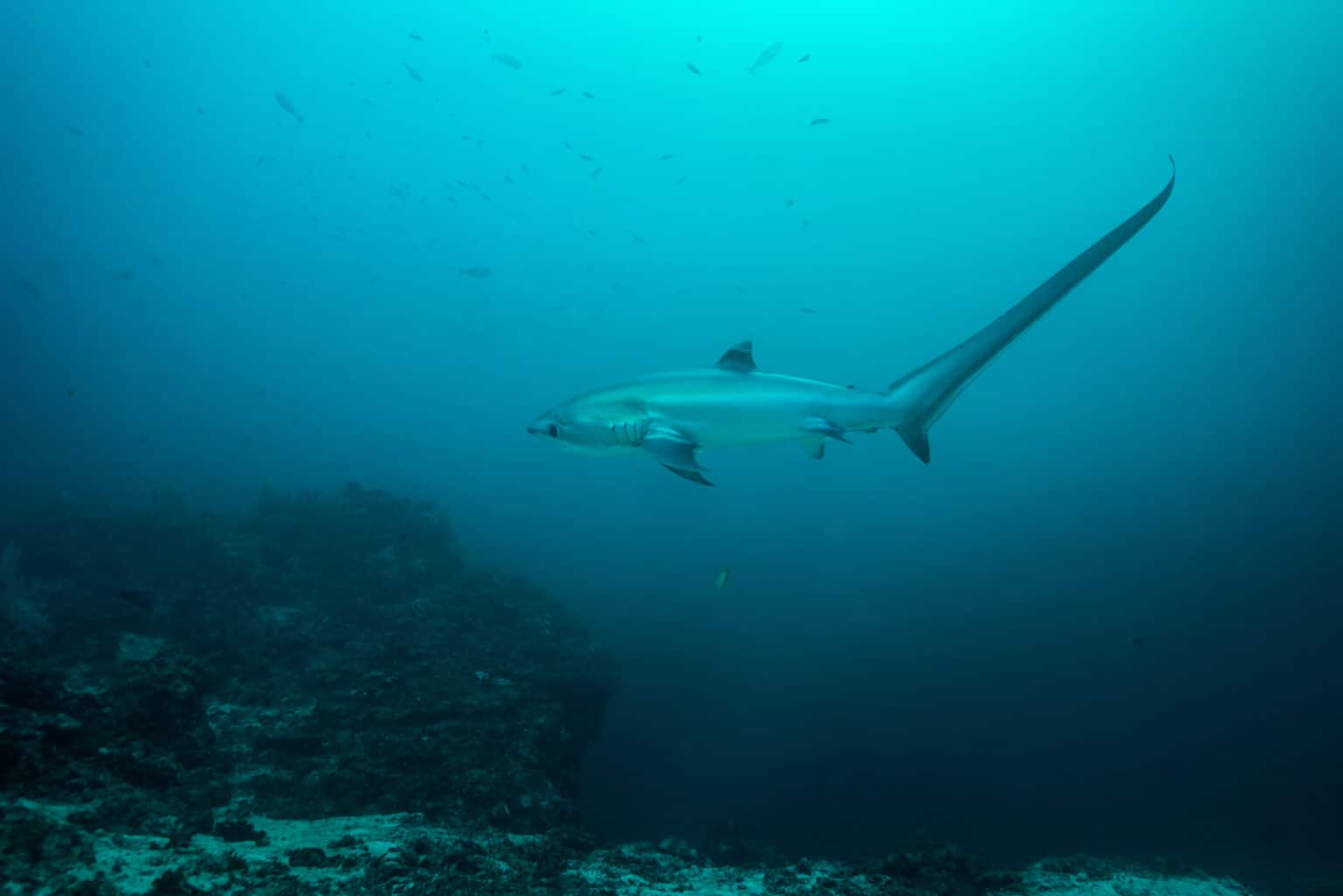 Discover the Largest Thresher Shark Ever Caught Off Florida