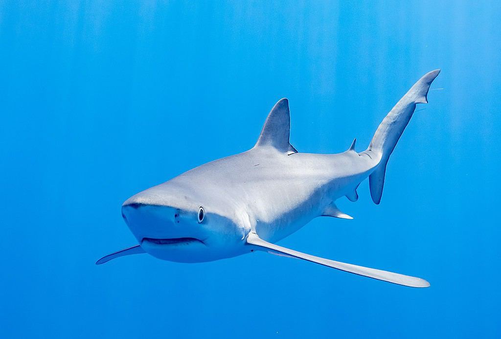 Blue shark (Prionace glauca), Faial-Pico Channel, Azores Islands, Portugal