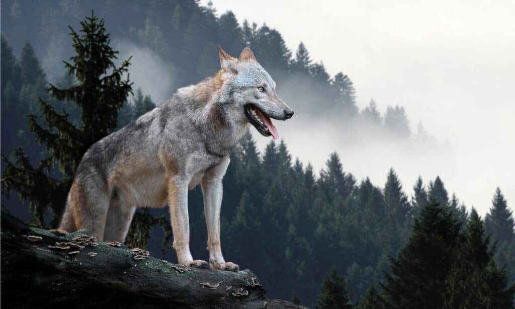 Timber wolf on rock