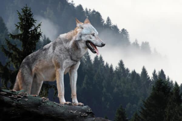 Timber wolf hunting in mountain.