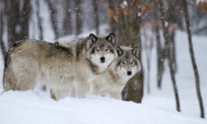 Are Wolves Nocturnal or Diurnal? Their Sleep Behavior Explained Picture