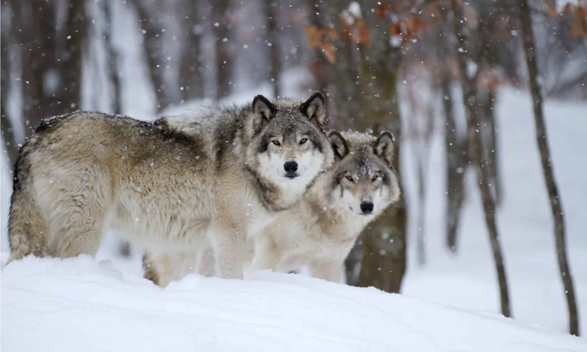 Timber wolves in snow