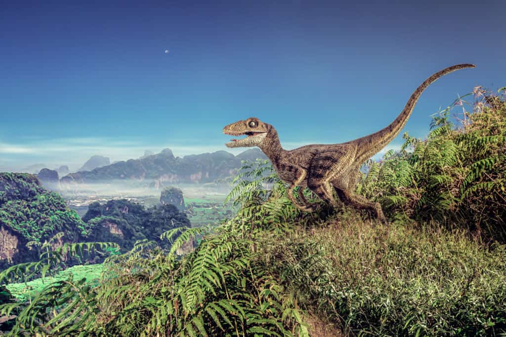 Velociraptor dinosaur had sickle-shaped claws