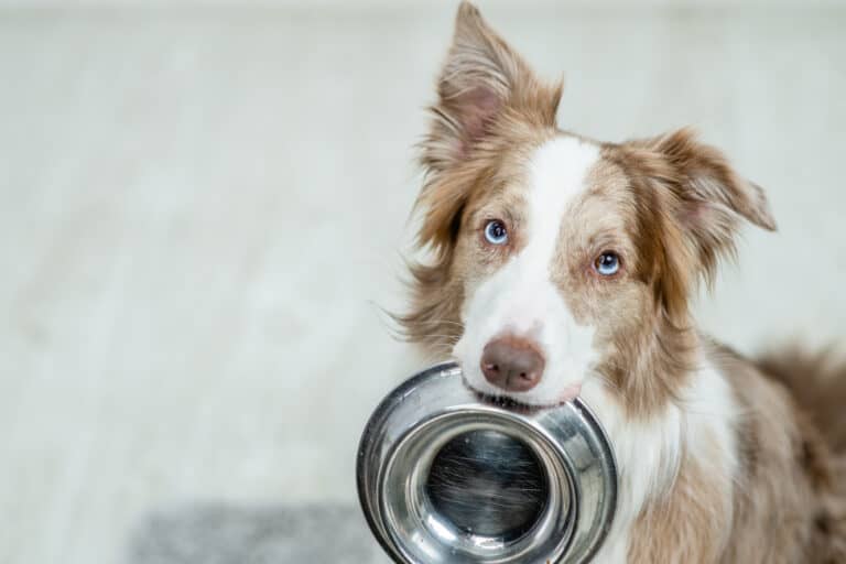 Victor professional dog food