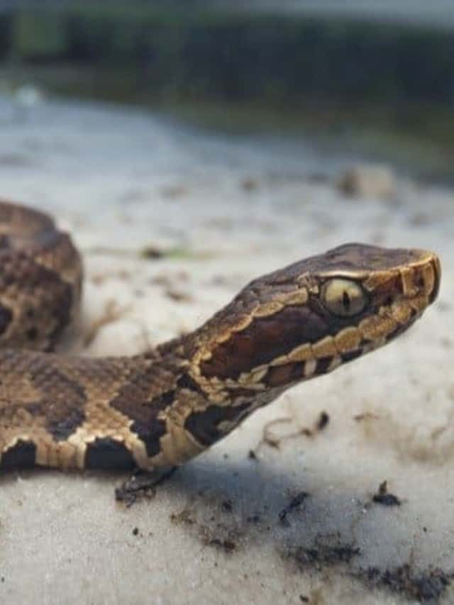 Water Moccasins vs. Cottonmouth Snakes Are They Different Snakes Cover image