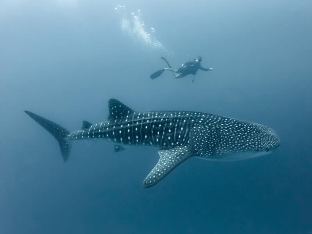 Tiburón ballena y buzo