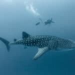Whale shark and diver in deep water.