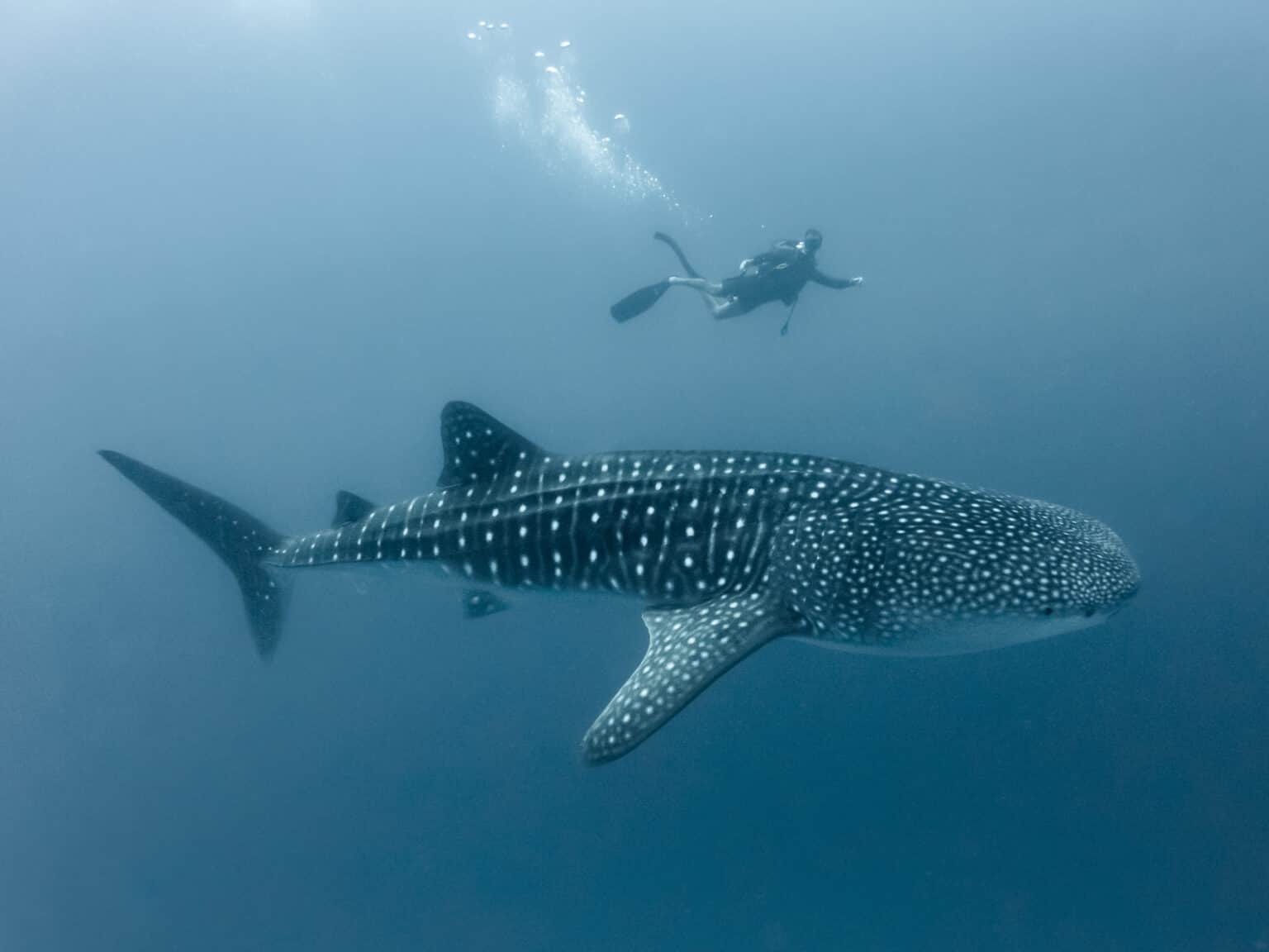 Are Whale Sharks Endangered and How Many Are Left In the World? - A-Z