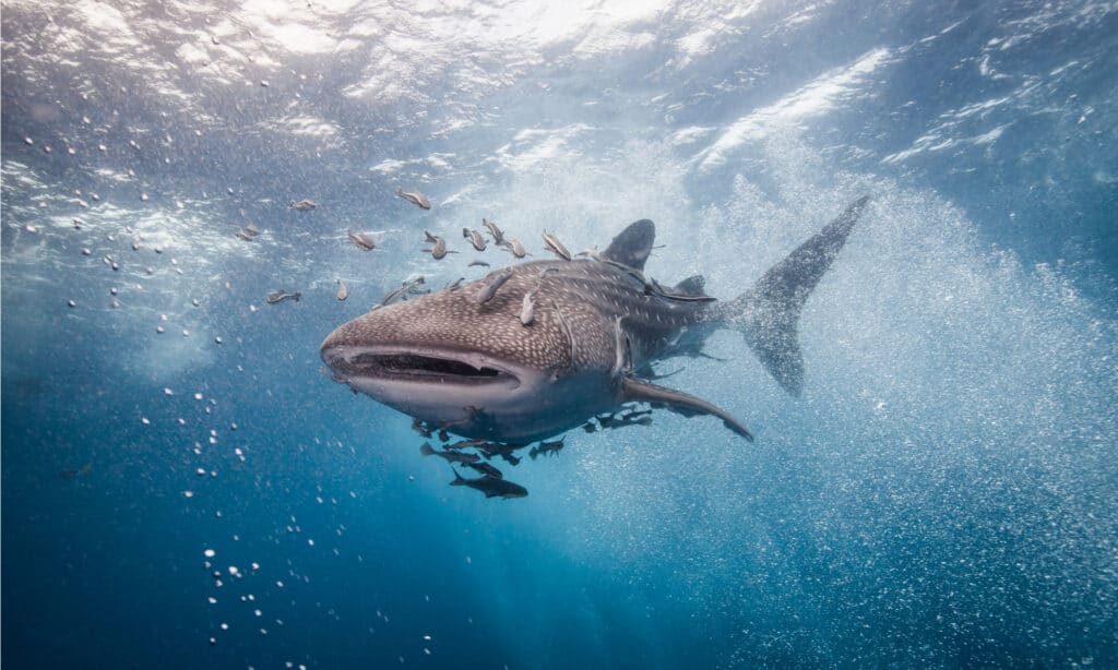 Whale shark swimming with pilot fish.