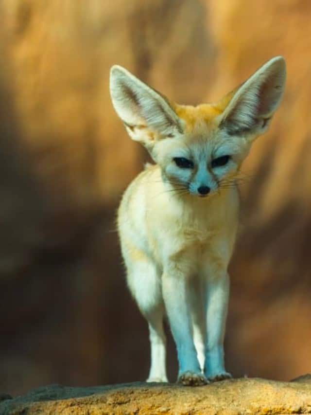 What Do Fennec Foxes Eat Poster Image