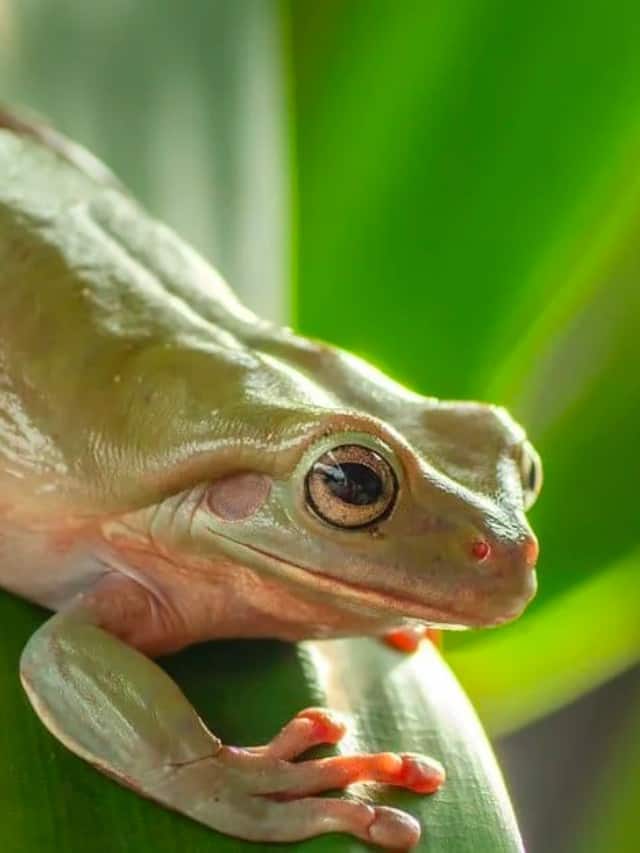 What Do Green Tree Frogs Eat Poster Image