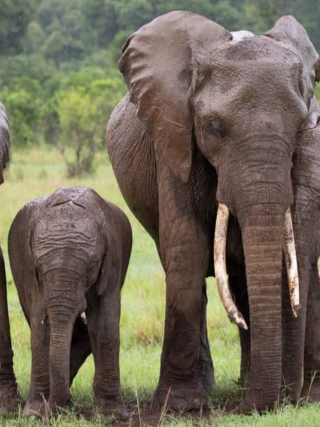 what-is-a-group-of-elephants-called-az-animals