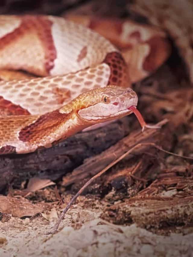 When Does Baby Copperhead Season Start Poster Image