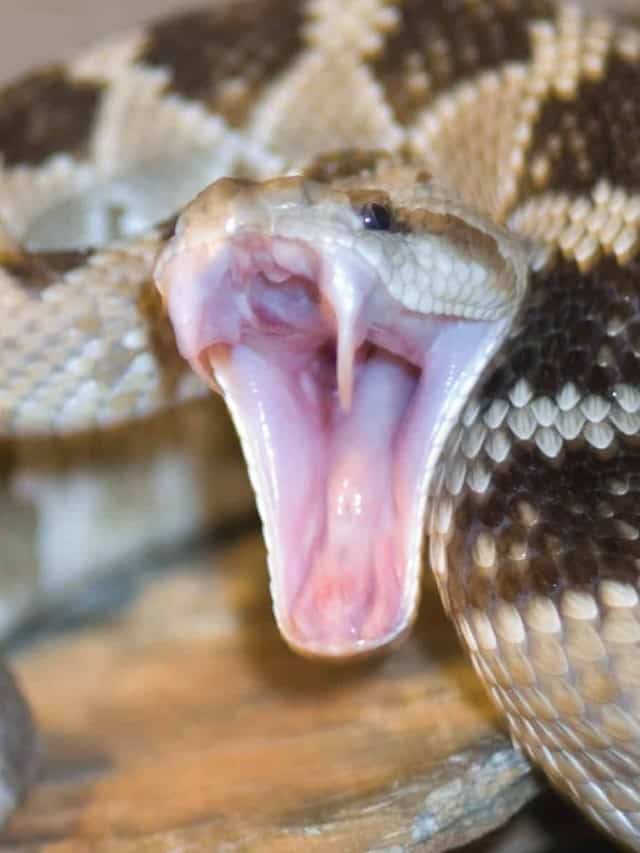 Which is More Venomous Rattlesnake vs. King Cobra Cover image