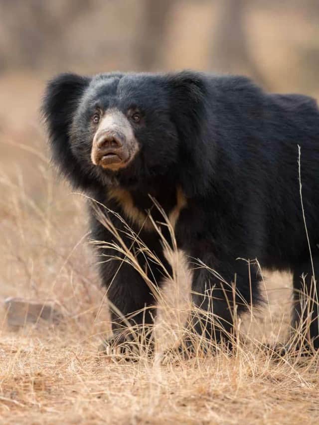 Why Do Sloth Bears Have Such Gigantic Claws Cover Image