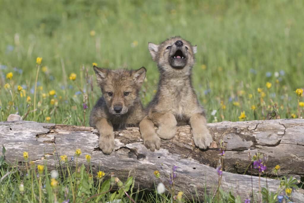 Wolf cubs playing near their den in Montana.