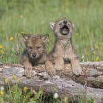 Wolf cubs playing near their den in Montana.