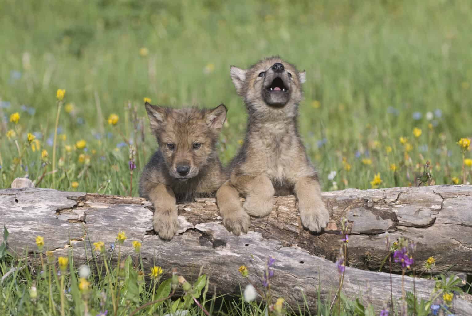 This Tiny Wolf Pup s First Howl Will Melt Your Heart