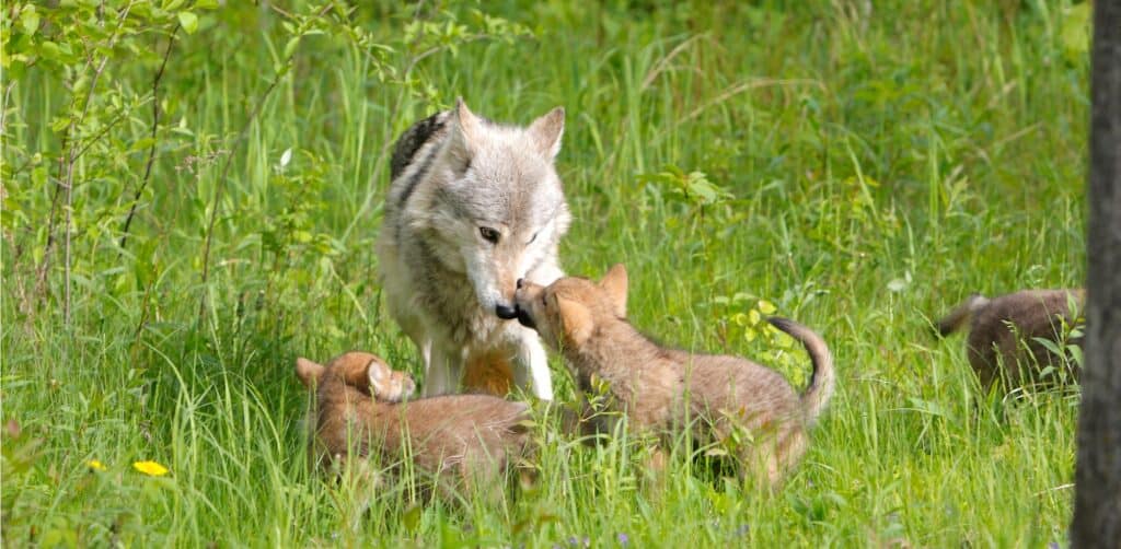 Wolf cubs with adult
